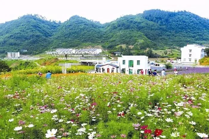 罗源新闻，乡村振兴的绿色引擎——记罗南村生态农业与旅游融合发展新模式