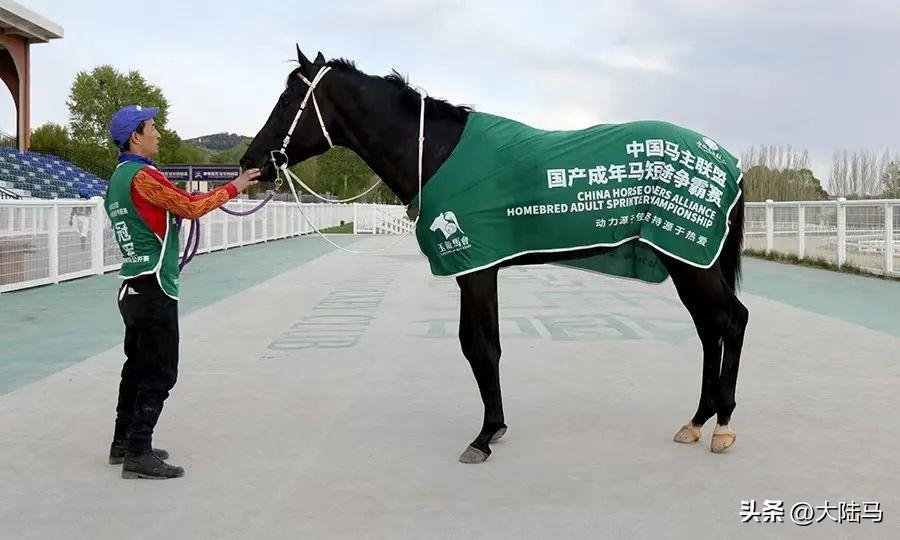 马会传真论运——探索赛马的智慧与策略