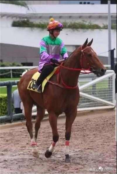 探索香港马会免费资料大全，解锁赛马的奥秘与文化