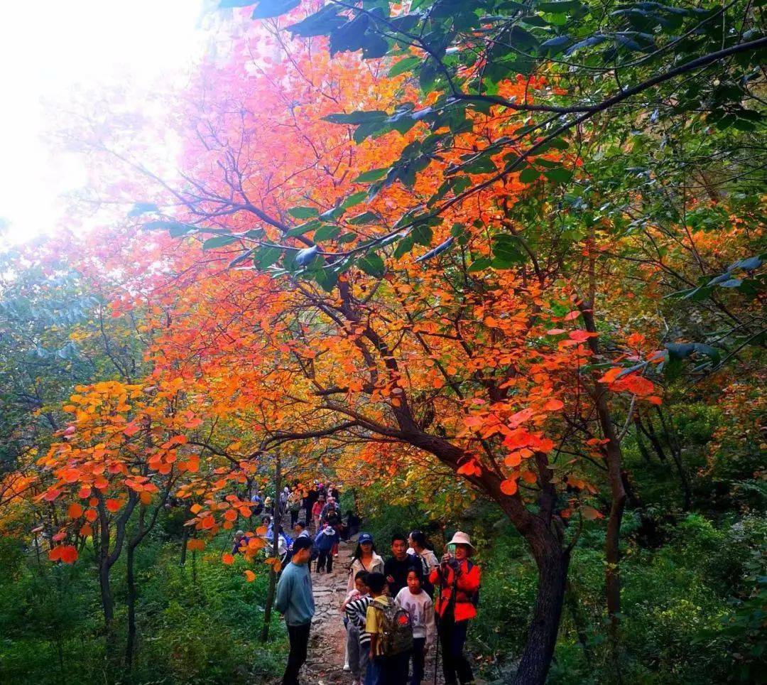 探秘红叶高手联盟，一场秋日里的色彩盛宴